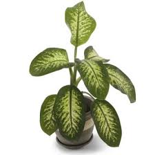 Growing Dumb Cane Plants Indoors Dieffenbachia Amoena Dumb Cane Plant Plants Indoor Plants