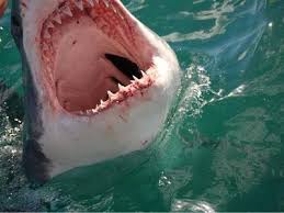 Fossil shark teeth have been dated back hundreds of millions of years. A Great White Can Go Through 20 000 Razor Sharp Teeth In One Life Shark Cage Diving With Great White Shark Tours