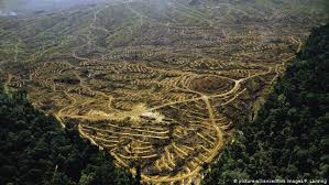 Karena selain merupakan penghasil devisa, kelapa sawit merupakan salah satu alternatif. Moratorium Diabaikan Perusahaan Sawit Babat Hutan Tropis Di Papua Dunia Informasi Terkini Dari Berbagai Penjuru Dunia Dw 01 05 2018