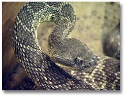 And see also some randomly maybe you like Rattlesnakes Desertusa