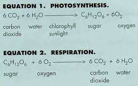 Photosynthesis Equation Google Images Photosynthesis And Cellular Respiration Photosynthesis Photosynthesis Worksheet