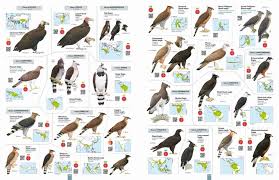 All the Birds of the World - Lynx Nature Books