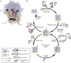 Protein biosynthesis (or protein synthesis) is a core biological process, occurring inside cells, balancing the loss of cellular proteins (via degradation or export) through the production of new proteins. A Highly Purified Fluorescently Labeled In Vitro Translation System For Single Molecule Studies Of Protein Synthesis Sciencedirect