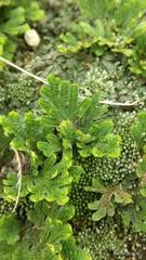 Image result for Selaginella imbricata