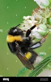 Image result for Bombus magnus