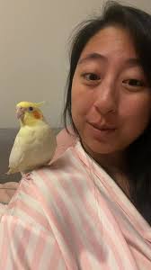 The Budgie Academy in 2025