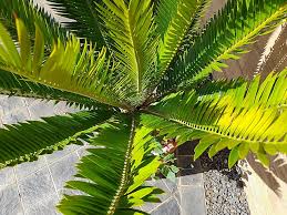 Image result for Encephalartos aplanatus