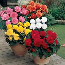 Efect BloomGarden