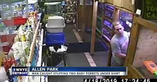 See more of critters pet shop on facebook. Video Man Stuffs Two Ferrets Under His Clothes To Steal Them