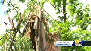 Iconic tree struck by lightning explodes in Baltimore - WBAL