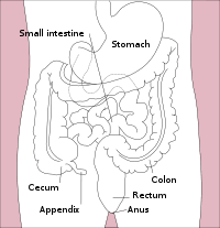The area where they connect is around the appendix in the lower right portion of the abdomen. Large Intestine Wikipedia