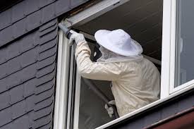 Warnung vor abzocke bei wespen nest entfernung. Wespennest Entfernen Apel Schadlingsbekampfung