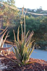 Image result for Euphorbia dawei