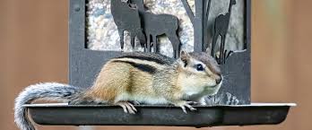 4 ideas for keeping chipmunks out of your garden. 7 Ways To Keep Chipmunks Away From Bird Feeders 2021 Bird Watching Hq