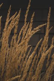 Jump to navigationjump to search. Hd Wallpaper Tall Grasses Golden Hay Wheat Straw Plant Flora Nature Wallpaper Flare