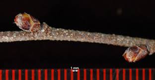 Image result for Alectra glandulosa