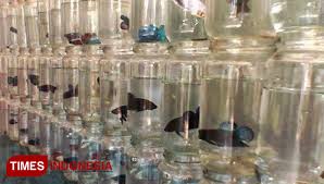 The Betta Fish Of Kediri Best Betta Fish For Local Market Times Malaysia