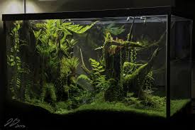 Peninsula Right May 1st 2013 Vivarium Aquascape Aquarium Frog Terrarium