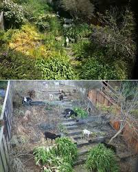 First use a very sharp spade to dig around the plant and get an idea of its root structure. Timelapse Video Of A Group Of Goats Completely Eating An Overgrown Yard In Six Days Geekologie
