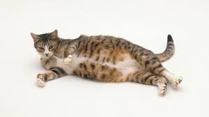 It is unusual to continue spraying after neutering. Should You Spay A Pregnant Cat