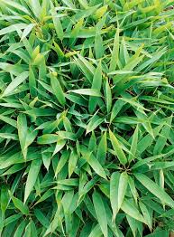 Image result for Shibataea