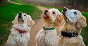 The ingredients in freeze dried dog food make this pet food choice stand out from other choices like kibble. Will I Have To Use Training Treats Forever My Curious Canine