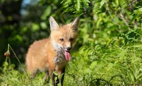 See more ideas about baby fox, fox, cute animals. Victory New Fur Farming Ban Saves 20 000 Animals A Year Peta