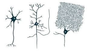 Primäre sinneszellen in der netzhaut in deinem auge (zapfen und stäbchen). Gliazelle Neuron Als Wichtigste Hirnzellen Welche Neuronentypen Im Gehirn Gibt Es Was Sind Dendriten Myelin Axon