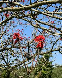 Image result for Erythrina abyssinica