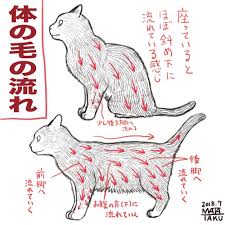色んなもの描き方 おしゃれまとめの人気アイデア pinterest walala 猫のスケッチ 猫 骨格 猫 毛