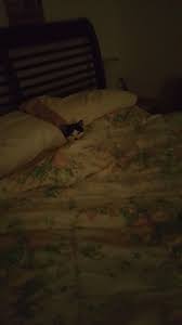 he doesn t want to get out of bed either getting out of bed bed home decor