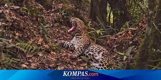 Kedung kandang adalah sebuah kecamatan di daerah malang jawa timur. Warga Merapi Harus Sikapi Macan Tutul Dengan Arif