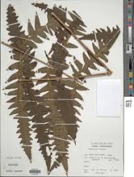 Image result for Blotiella