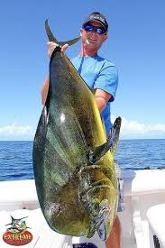 Mahi Mahi Dolphin Fish Australia Fishing Australia Salt Water Fishing Sea Fishing