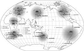 Image result for Limosella capensis