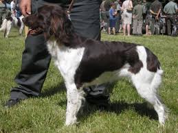 Image result for Malý münsterlandský ohař