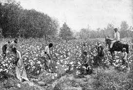 Cotton Field Clipart Etc Cotton Fields Old Photos Field