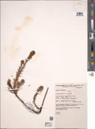 Image result for Hebenstretia dentata