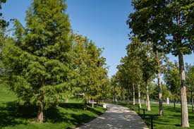 However, defoliation has a negative effect on any tree's general health. How To Choose Plant And Grow A Bald Cypress Tree In Your Landscape Hgtv