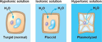In contrast, hydrogen sulfide forms essentially no hydrogen bonds with other hydrogen sulfide molecules, despite significant similarity between oxygen and sulfide. 1 Cell Biology 1 4 Membrane Transport Flashcards Quizlet