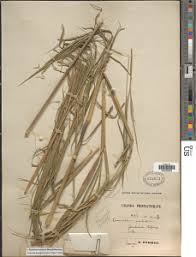 Image result for Cenchrus unisetus