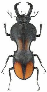 The boy and the beetle on a string. Violin Like Insect Insects Beetle Insect Weird Insects