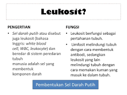 Sel darah, juga dikenali sebagai haematocyte, adalah sel yang dihasilkan oleh hematopoisesis dan biasanya didapati dalam darah.pada mamalia, ia terbahagi kepada tiga kategori: Leukosit Sel Darah Putih Disusun Oleh Annisa Rizqi Damyanti Ppt Download