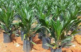 It requires only 0.26 hectares (about 0.6 acres) of land to produce one ton of oil. Oil Palm Cultivation Palm Oil Guide Agri Farming