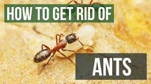 How To Get Rid Of Ants: Guaranteed Ant Control In Home & Yard (4 Easy  Steps) - Youtube