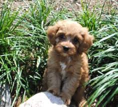 The cavapoo is a mixed breed dog — a cross between the cavalier king charles and poodles. Cavapoo Cavoodle Puppies For Sale In Il Dreamcatcher Hill Puppies