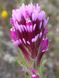 Castilleja Exserta Formerly Orthocarpus Purpurascens Is A Species Of Plant In The Genus Which Includes The Indi Unusual Flowers Purple Flowers Desert Flowers