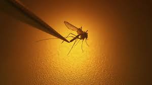 Die mücken infizieren sich, wenn sie infizierte vögel beißen. West Nile Infected Mosquitoes Discovered In Southern Indiana Health Officials Say