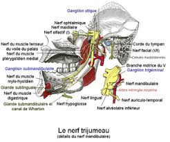 Nerf Trijumeau Wikipedia