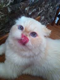 Catorce 14 On Dort Gato Blanco Gato Kedi Beyaz Kedi Cat White Cat Persian Persa Blue Eyes Ojos Azul Blanco White Labios Kiss Besar White Cat Animals Cats